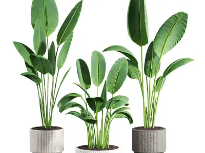 Bird of pradaise plants 3D model