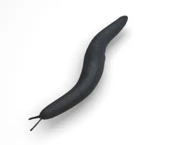Flatworm 3D model