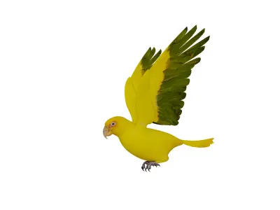 Golden Parrot Conure Low-poly 3D model
