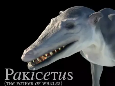 Pakicetus 3D Model skulls of three different animals 3D model