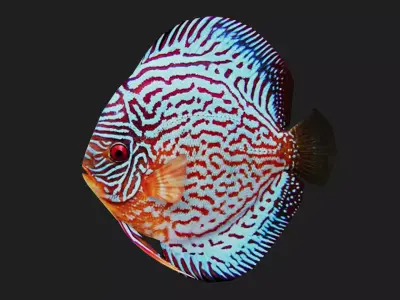 Cichlid Low-poly 3D model