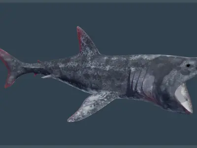 Basking Shark Low-poly 3D model