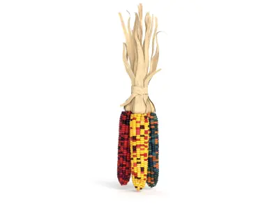 Flint Corn 3D model