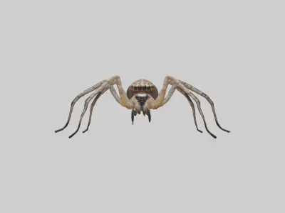 Orb-Weaver Spider Low-poly 3D model