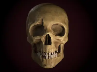 Dirty Skull PBR Low-poly 3D model