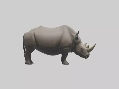 Black Rhinoceros grazing model 3D model