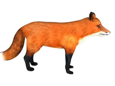 Red Fox Low-poly 3D model