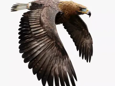 Golden Eagle - BLENDER 3D model