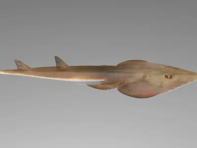 Brown Guitarfish RIGGED 3D model