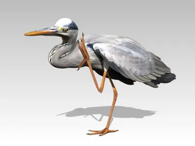 Heron Low-poly 3D model