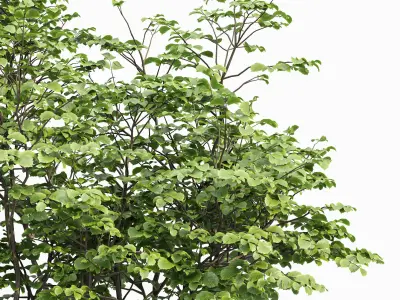 Carpinus Betulus and Hazel leave Free 3D model