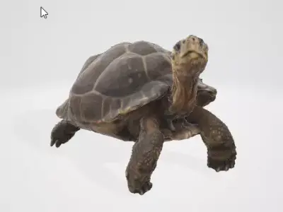 Realistic Turtle 3D Asset 3D model
