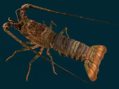 Realistic Lobster Animated 3D model