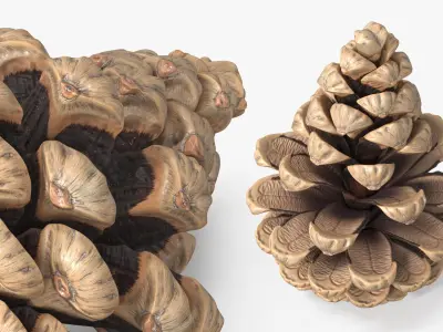 Partially Opened Pine Cone Brown 3D model