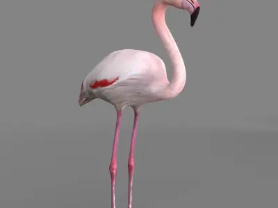 3D model Flamingo 3D model