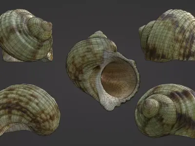 Green Seashell High Quality Scan 4K PBR Textures Free 3D model