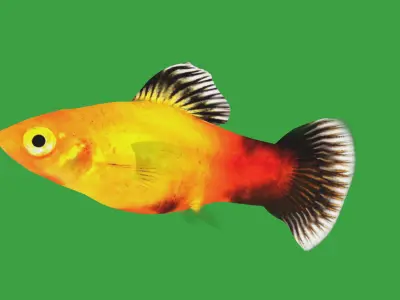 Platy Freshwater Fish Low-poly 3D model