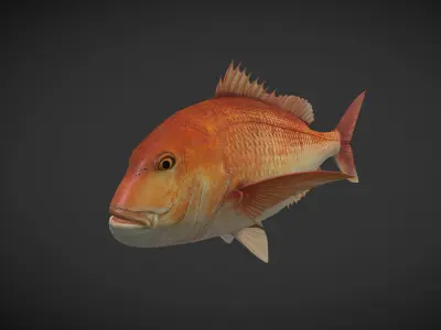 Carp 01 Low-poly 3D model