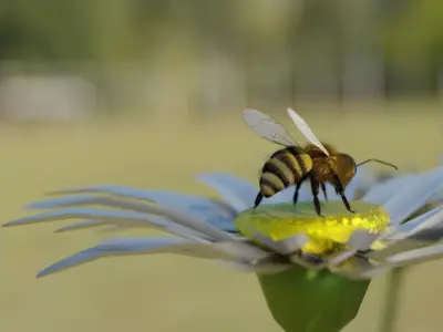 Bee photorealistic  3D model Low-poly 3D model