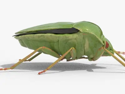 Lifelike Stink bug Low-poly 3D model