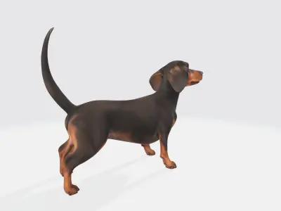 Dachshund Dog 3D Model - Animated 3D model