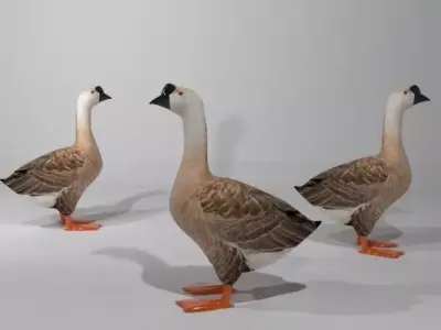 Swan Bird Low-poly 3D model