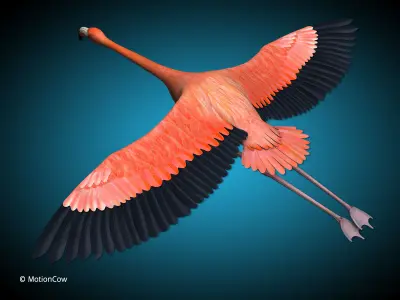 Flamingo - Flight 3D model
