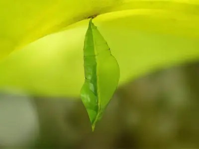 Chrysalis 1 butterfly on leaf Low-poly 3D model