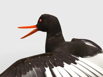 Oyster Catcher Oystercatcher Low-poly 3D model