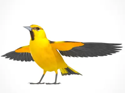 3D Bird Pack Bullocks Oriole Male and Female Low-poly 3D model