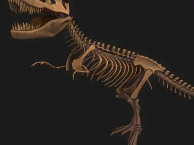 T-rex Skeleton 3D model