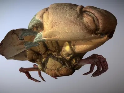 Scanned photorealistic Crab Low-poly 3D model