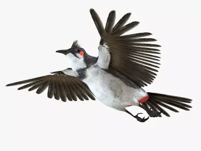 Bulbul bird rigged 3d model Low-poly 3D model