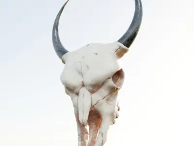 Bull Skull 3D model