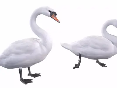 Mute Swan 3D model
