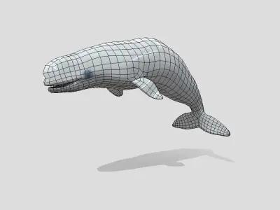 Beluga Realistic Animated  Low-poly 3D model
