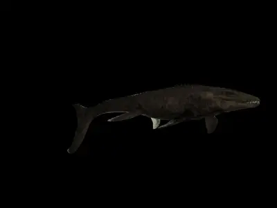 Mosasaurus Movie accurate 3D Model Low-poly 3D model