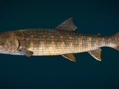 Lake Trout Fish Animated Low-poly 3D model