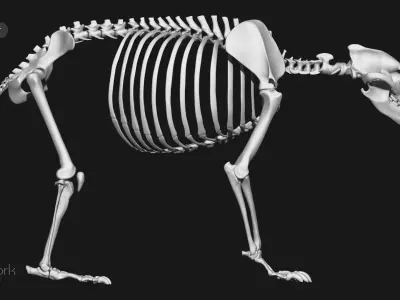 Grizzly Bear skeleton 3D model