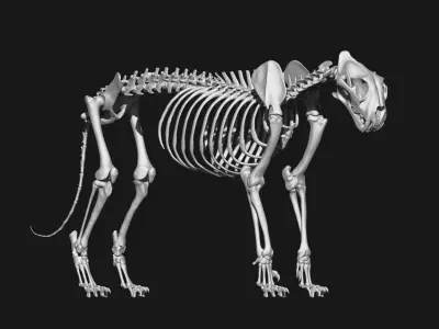 Tiger Skeleton 3D model