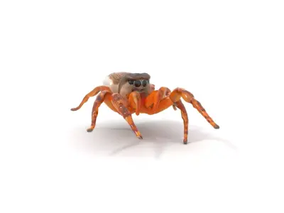 Rustic Jumping Spider model pack Low-poly 3D model