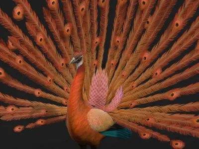 Peacock A4 3D model