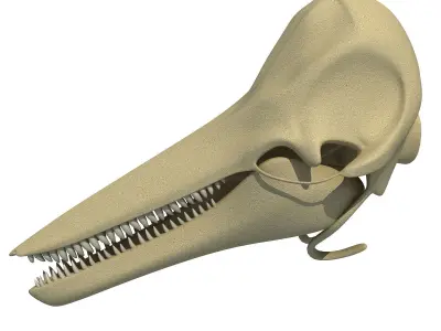 Realistic Dolphin Skull 3D model
