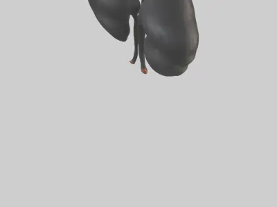 Gorilla Kidneys Low-poly 3D model