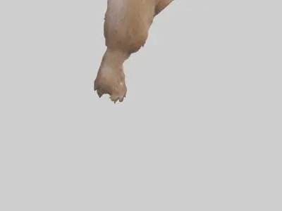 Beaver gnawing model 3D model