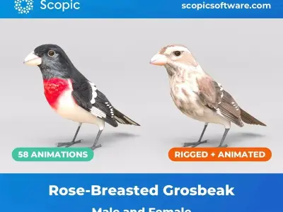 3D Bird Pack Rose-Breasted Grosbeak Male and Female Low-poly 3D model