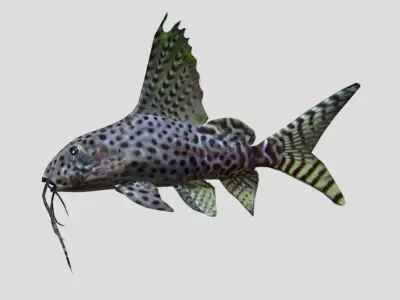 Synodontis Eupterus Low-poly 3D model