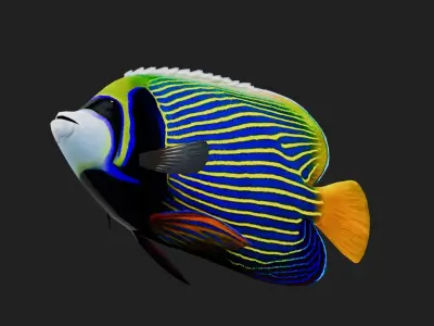 Angelfish Low-poly 3D model
