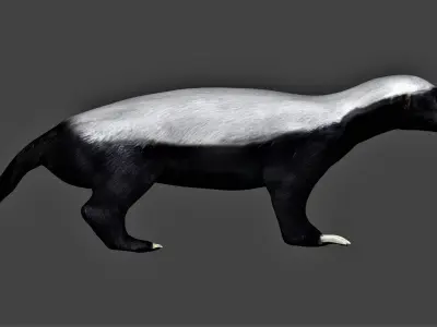 Honey Badger Low-poly 3D model