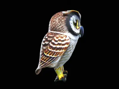 Awesome Owl 3D model